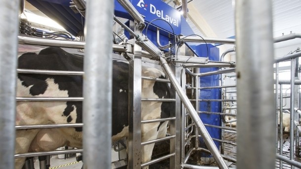 The Fundo El Risquillo farm in Chile will become the largest robotic milking farm in the world after 64 DeLaval milking robots are installed.